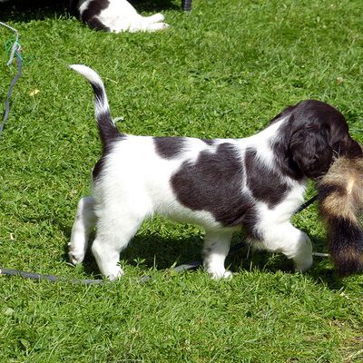 Kleine Münsterländer vom Apfelgarten – Eva Wiese – A-Wurf