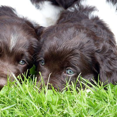 Kleine Münsterländer vom Apfelgarten – Eva Wiese – A-Wurf