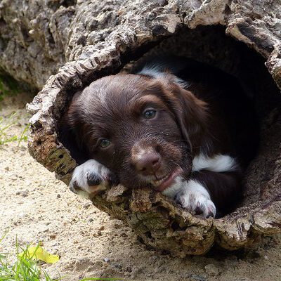 Kleine Münsterländer vom Apfelgarten – Eva Wiese – A-Wurf