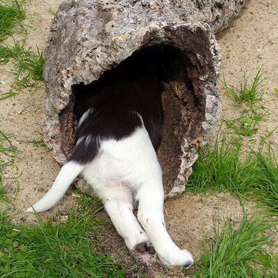 Kleine Münsterländer vom Apfelgarten – Eva Wiese – A-Wurf