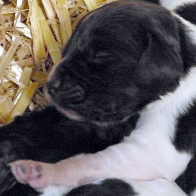 Kleine Münsterländer vom Apfelgarten – Eva Wiese – A-Wurf