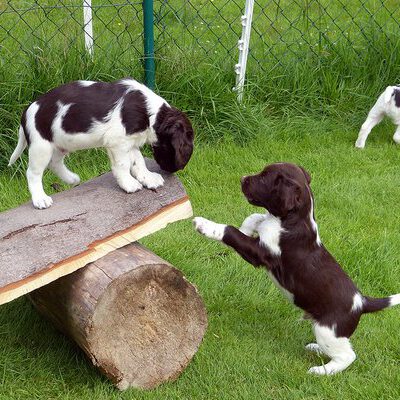 Kleine Münsterländer vom Apfelgarten – Eva Wiese – A-Wurf