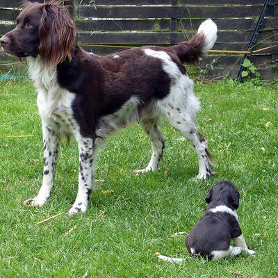 Kleine Münsterländer vom Apfelgarten – Eva Wiese – A-Wurf