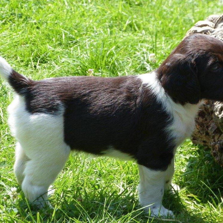 Kleine Münsterländer vom Apfelgarten – Eva Wiese – A-Wurf