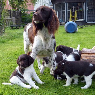 Kleine Münsterländer vom Apfelgarten – Eva Wiese – A-Wurf