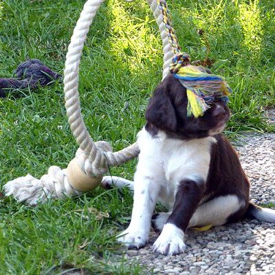 Kleine Münsterländer vom Apfelgarten – Eva Wiese – A-Wurf