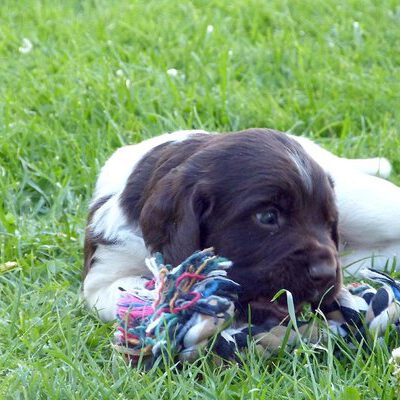 Kleine Münsterländer vom Apfelgarten – Eva Wiese – A-Wurf