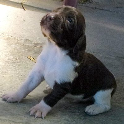 Kleine Münsterländer vom Apfelgarten – Eva Wiese – A-Wurf