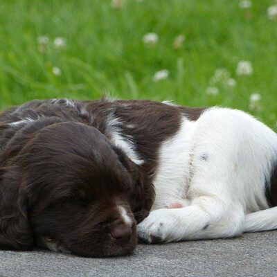 Kleine Münsterländer vom Apfelgarten – Eva Wiese – A-Wurf