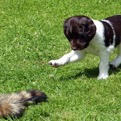 Kleine Münsterländer vom Apfelgarten – Eva Wiese – A-Wurf