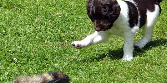 Kleine Münsterländer vom Apfelgarten – Eva Wiese – A-Wurf
